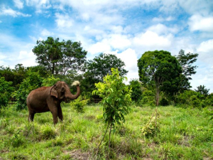 Segunda elefanta africana viaja rumo ao santu&aacute;rio em MT